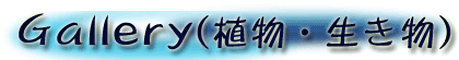 Gallert(�ʐ^�W�F�������E�A��)