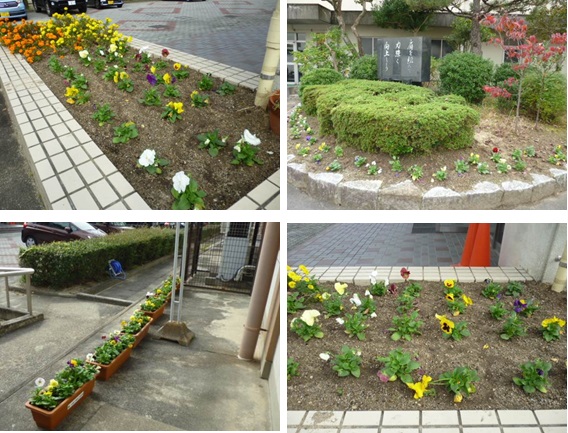校舎職員玄関前 体育館玄関前の植え込み プランターの花の植え替え 四日市市立西笹川中学校
