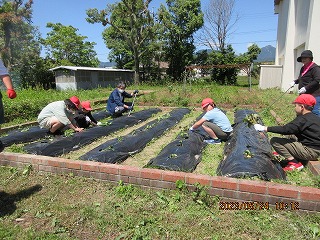 さつまいもの苗を植える