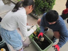 野菜の苗植え