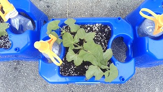 一年生のアサガオ
