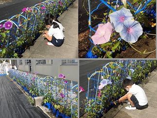 1年生 アサガオ 四日市市立泊山小学校